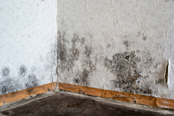 Crawl Space Mold Removal